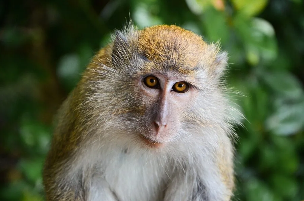 A macaque monkey gazing forward with a soft green background.